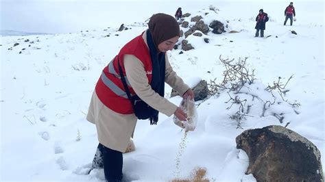 Ağrı Dağı'nın karla kaplı eteklerine yaban hayvanları için buğday bırakıldı - Son Dakika Haberleri